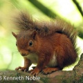 red squirrel ex IMG_1416 (800).JPG